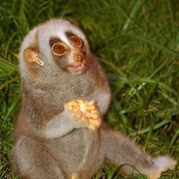 Флора, Москва