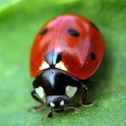 Кирилл, Нижний Новгород