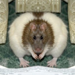 Марк, Новосибирск