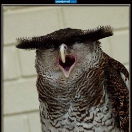 Урий, Москва