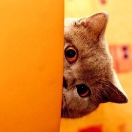 Елена, Москва