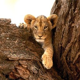 Елена, Киев