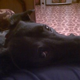 Вцфкв, Москва