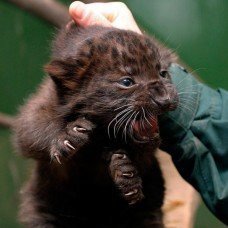 Елена, Москва