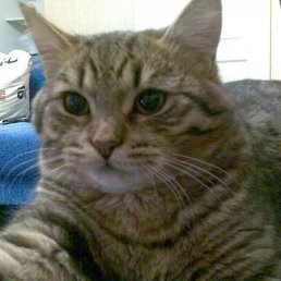 Олька, Москва